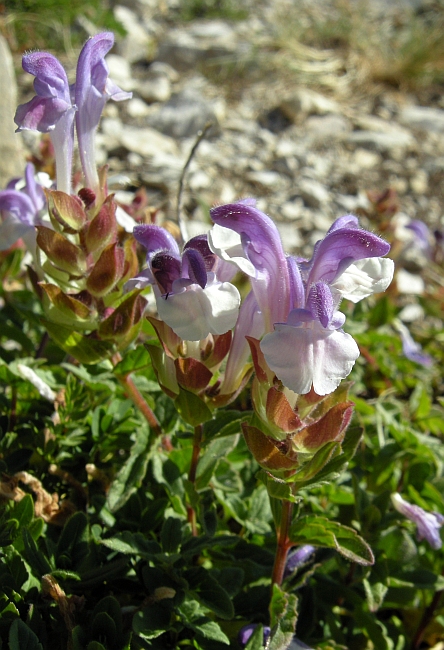 Scutellaria alpina / Scutellaria delle Alpi
